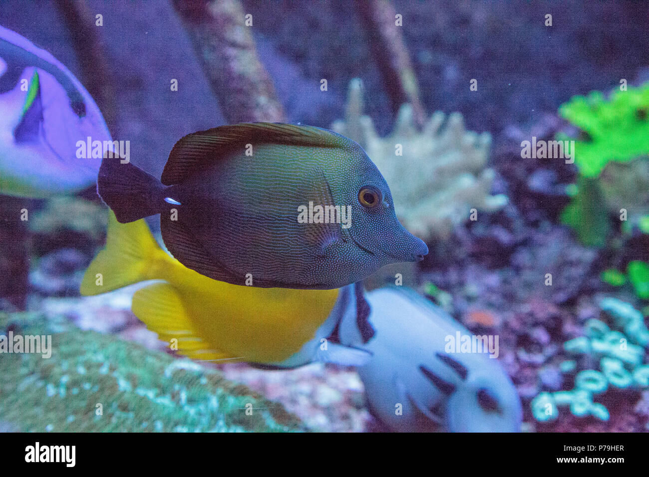 Black sailfin tang Zebrasoma rostratum swims through a coral reef. Stock Photo