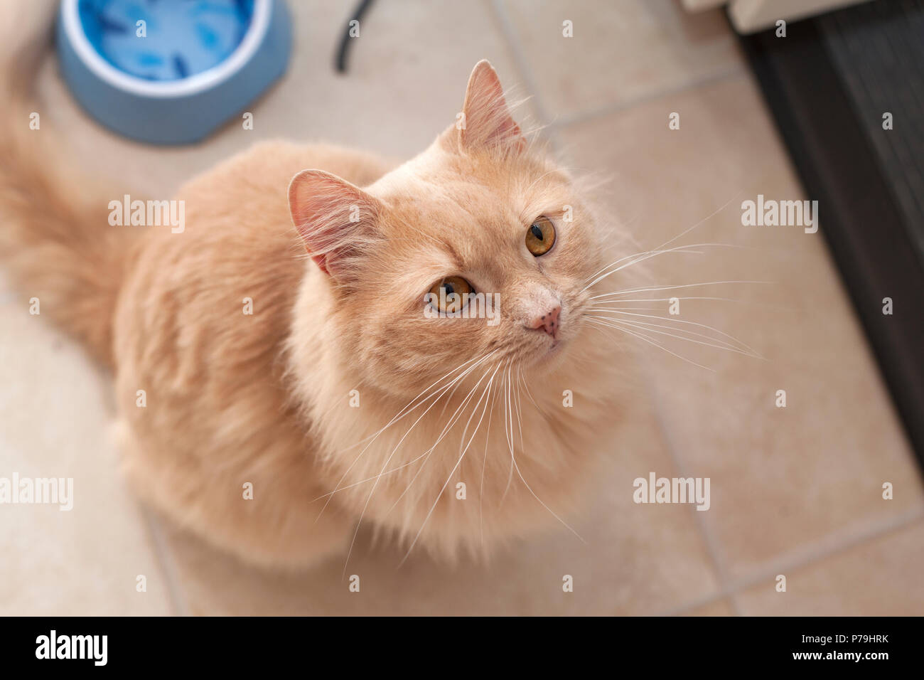 A Beautiful Fluffy Orange Cat With Orange Eyes Sits And Waits Stock Photo Alamy