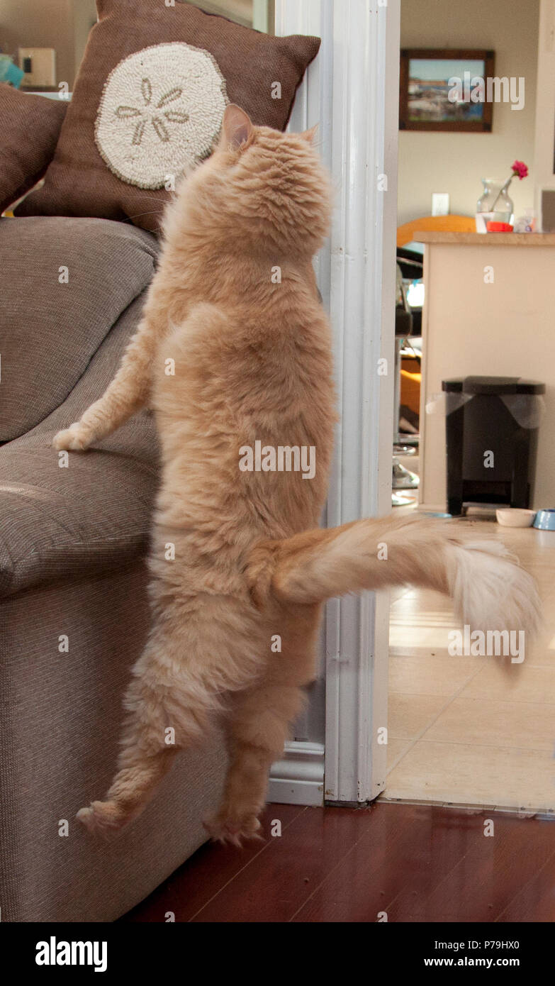 An energetic cat jumps and leaps off the side of a chair Stock Photo