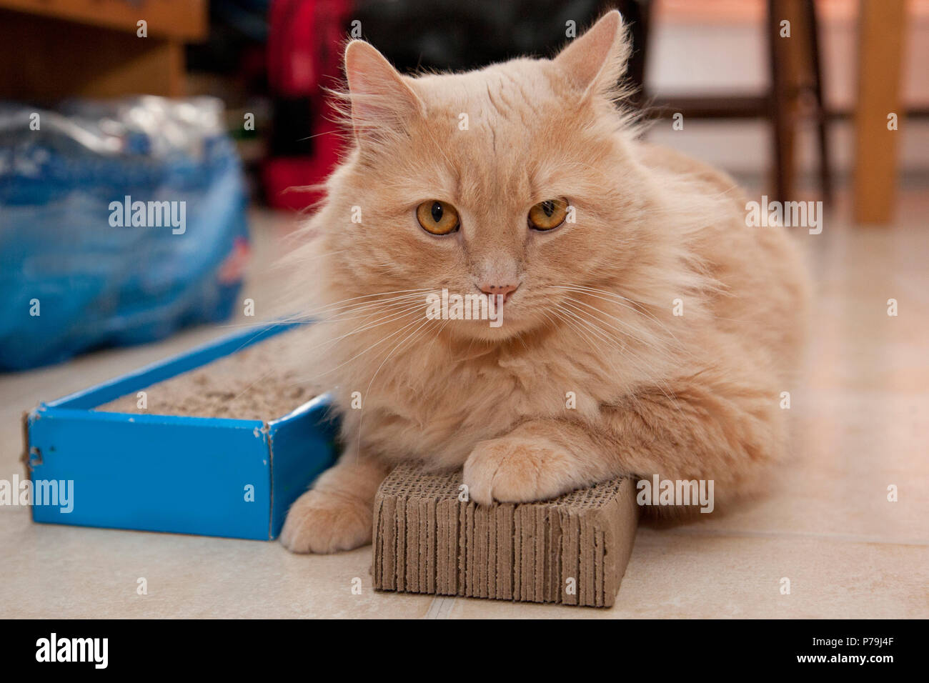 A cat sits on top of its cardboard scratching pad not willing to move Stock Photo