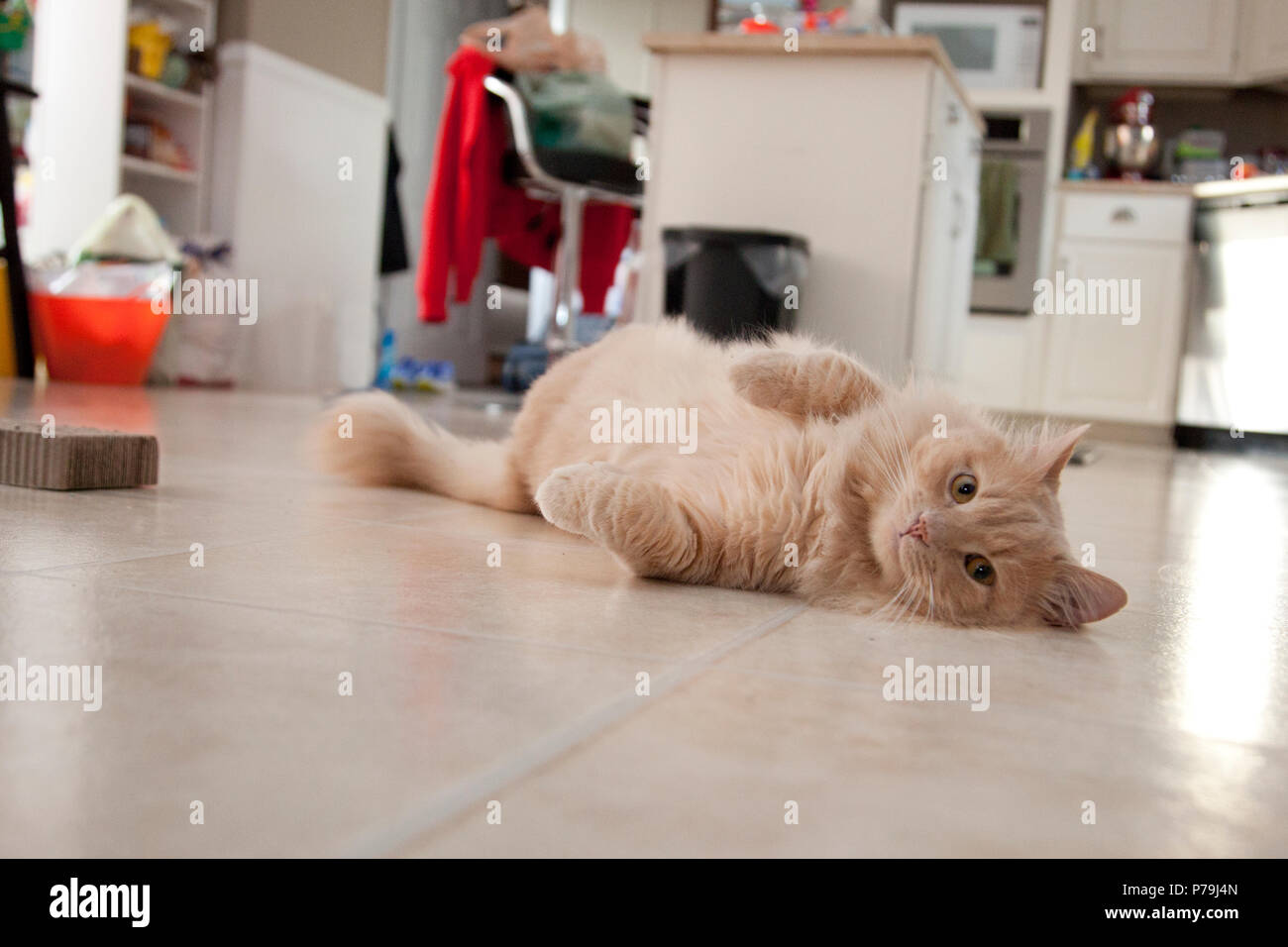 Cat lays on the floor waiting for someone to notice it Stock Photo