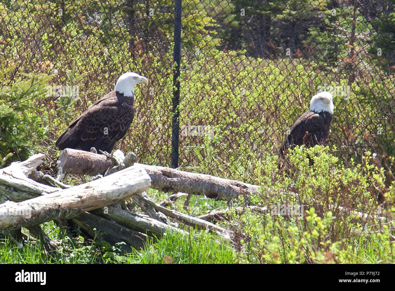 Eagles who can no longer fly have found a home at Salmonier Nature Park in Newfoundland Stock Photo