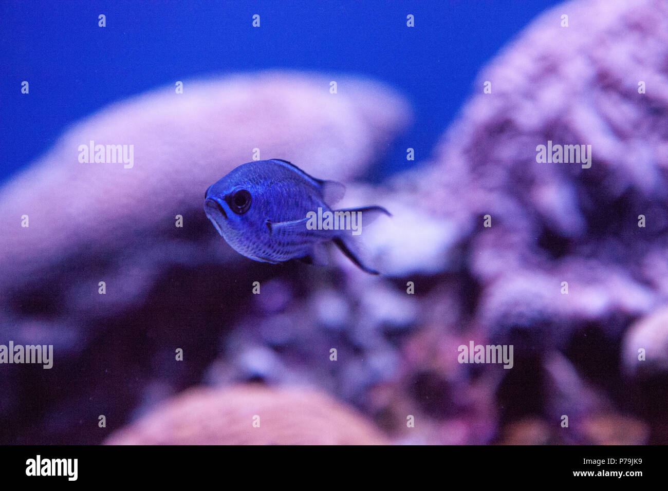 Blue reef chromis damselfish Chromis cyaneus swims through a coral reef. Stock Photo