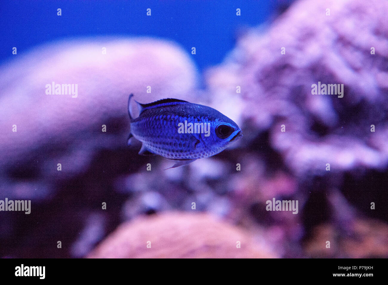 Blue reef chromis damselfish Chromis cyaneus swims through a coral reef. Stock Photo