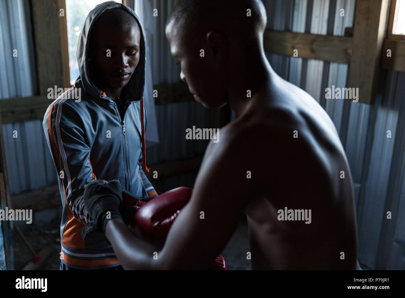 Trainer assisting male boxer in wearing boxing gloves Stock Photo