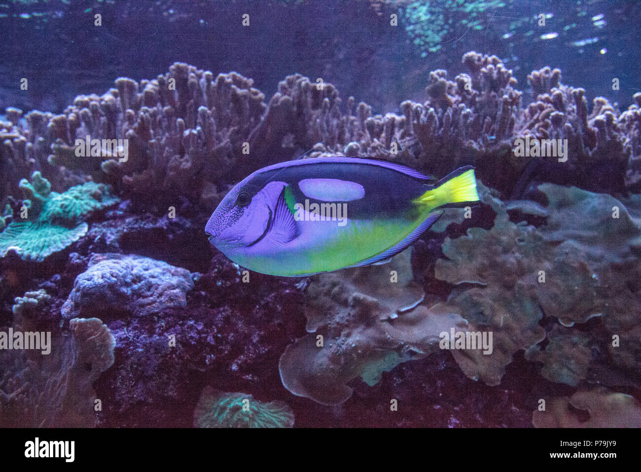 Blue Hippo Tang fish Paracanthurus hepatus swims over a coral reef