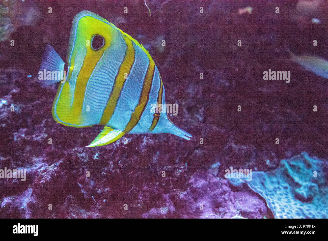 Copperband butterfly fish Chelmon rostratus with its long nose picks at corals on a coral reef Stock Photo