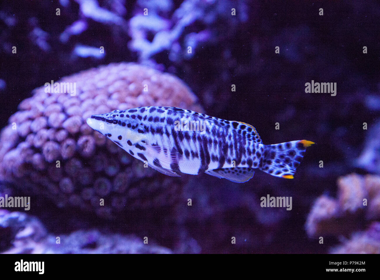Dalmation molly tropical fish Poecilia latipinna swims across a coral reef. Stock Photo
