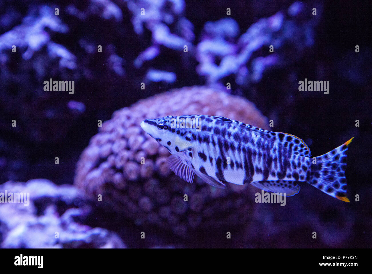 Dalmation molly tropical fish Poecilia latipinna swims across a coral reef. Stock Photo