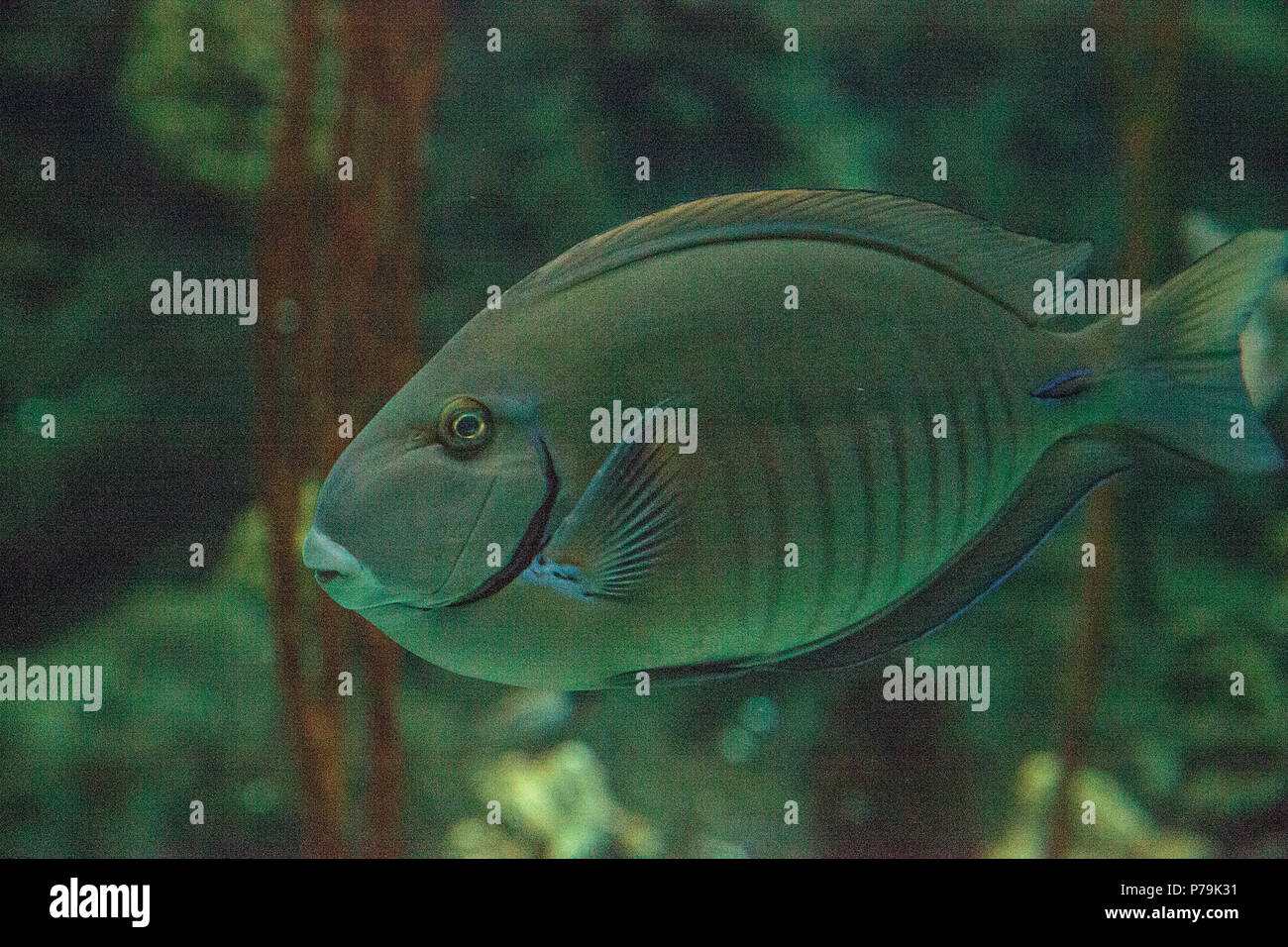Doctorfish tang hi-res stock photography and images - Alamy