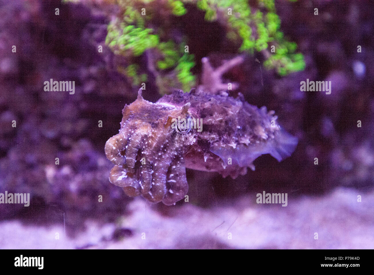 Dwarf cuttlefish Sepia bandensis is native to the western Pacific Ocean. Stock Photo