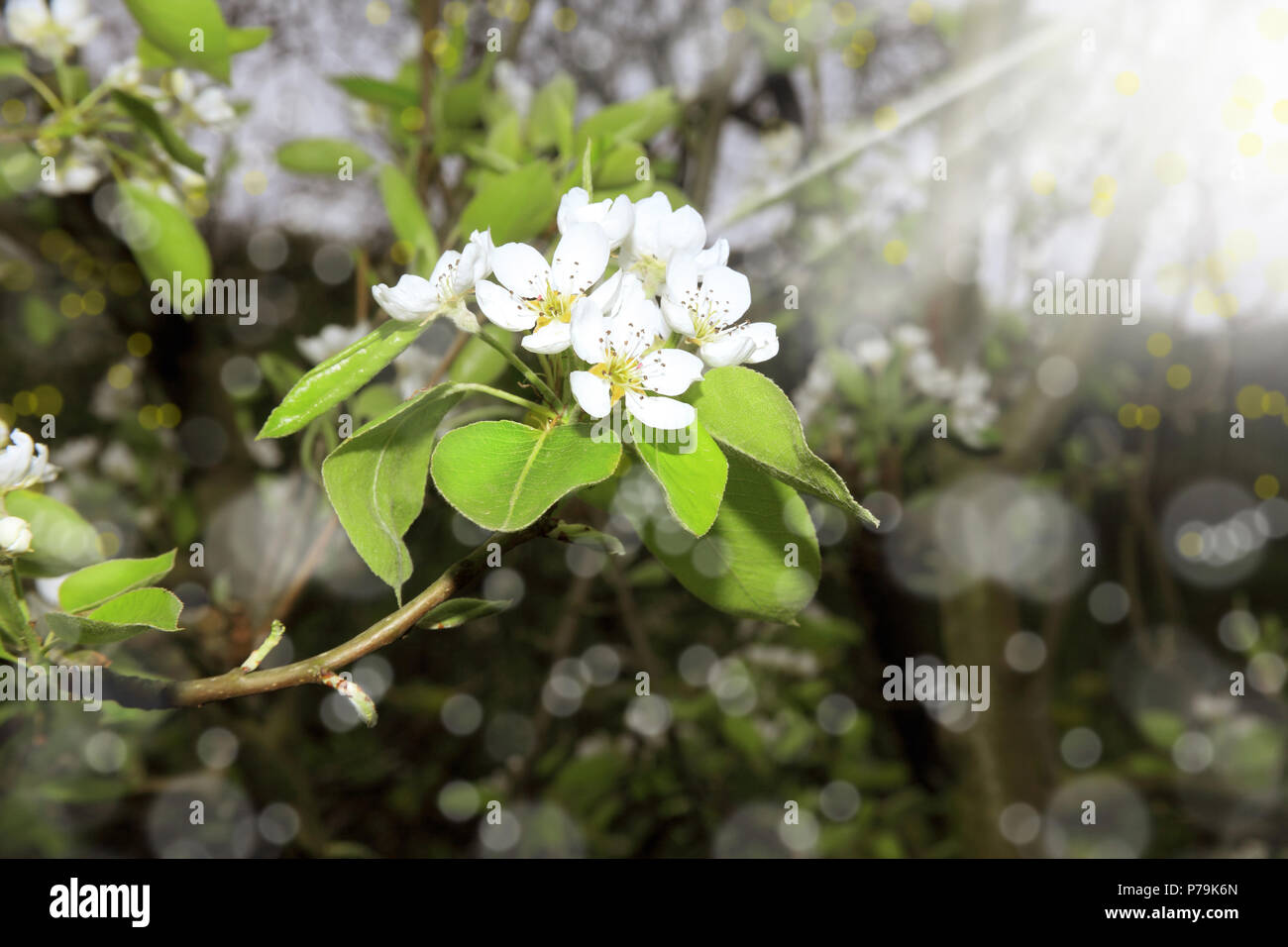Cherry blossom close up abstract hi-res stock photography and images ...