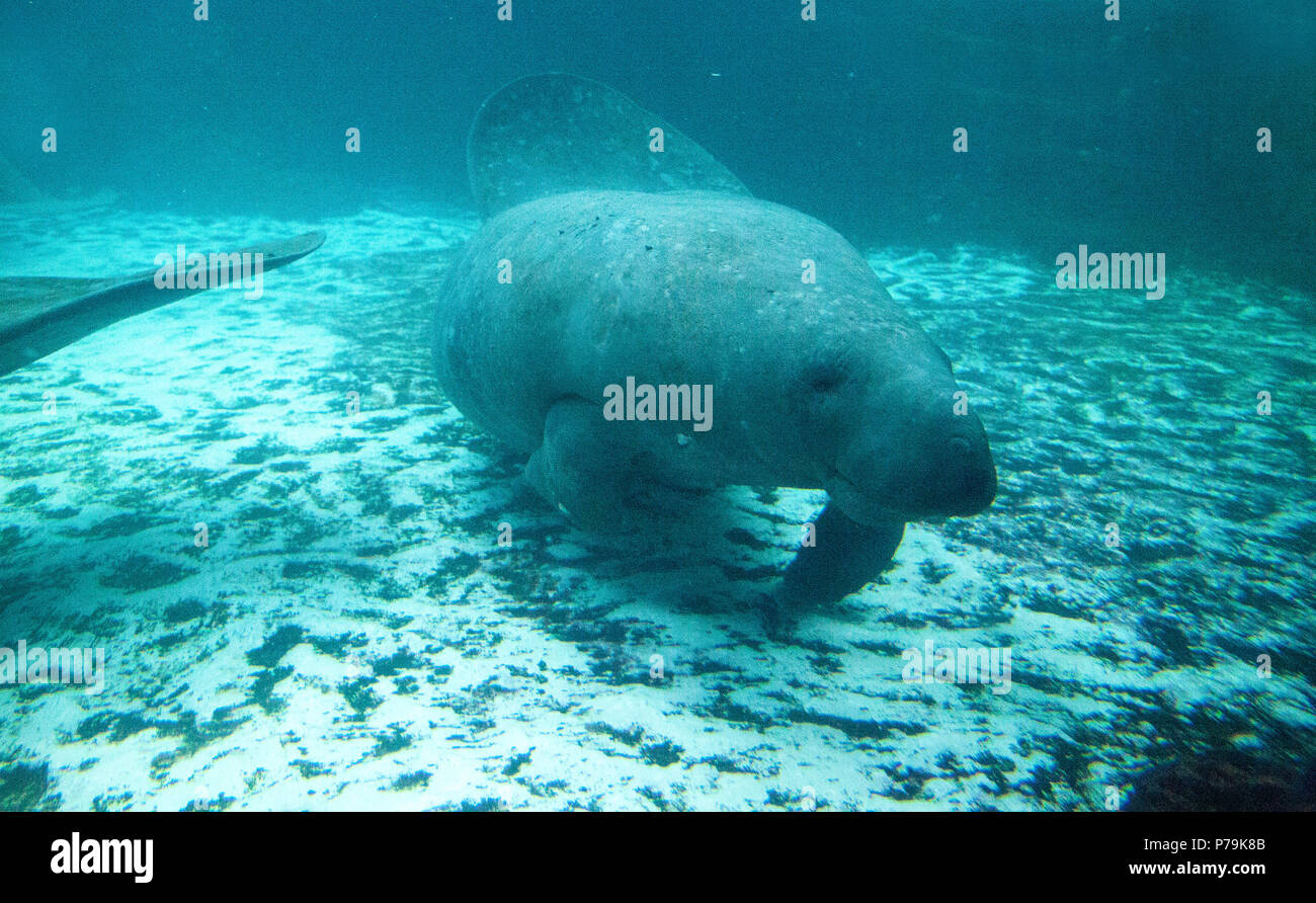 Florida manatee also called the West Indian manatee or sea cow