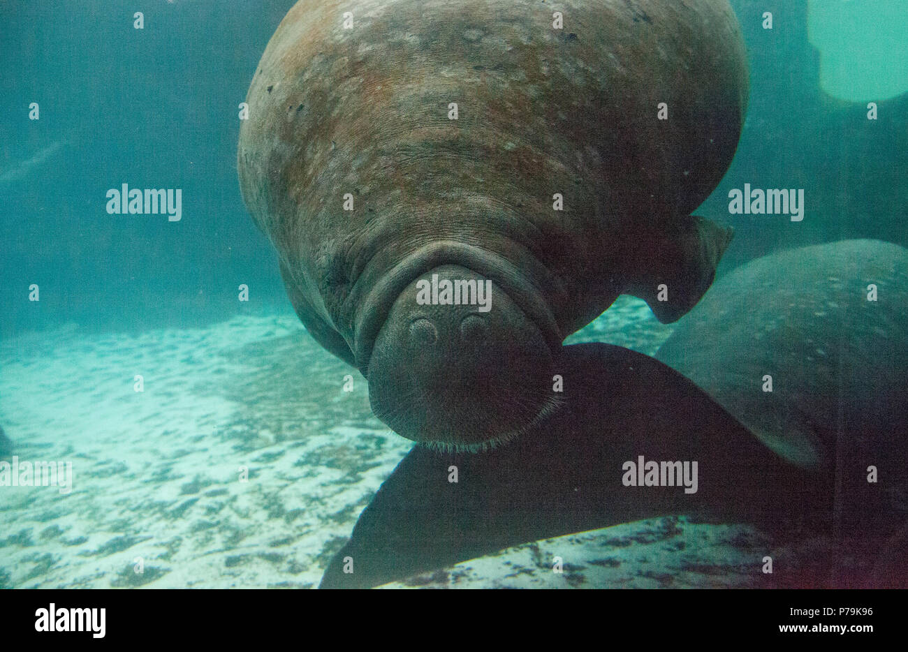 Florida manatee also called the West Indian manatee or sea cow