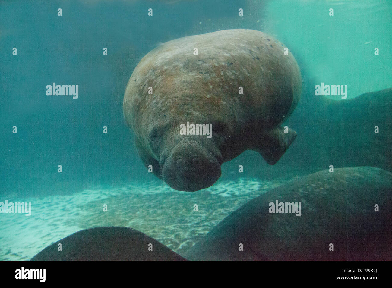 Florida manatee also called the West Indian manatee or sea cow