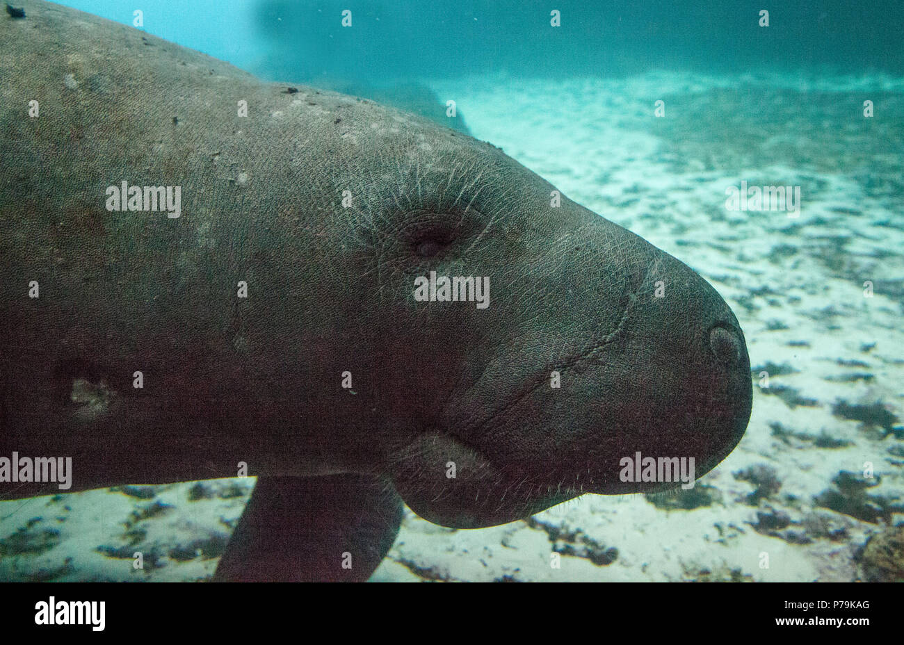 Florida manatee also called the West Indian manatee or sea cow