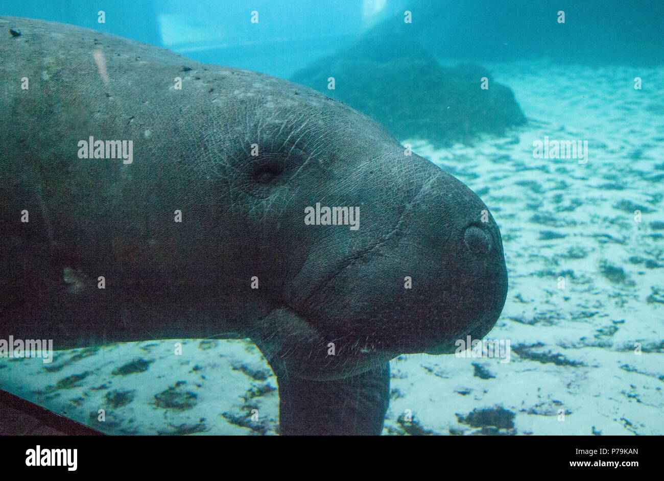 Florida manatee also called the West Indian manatee or sea cow