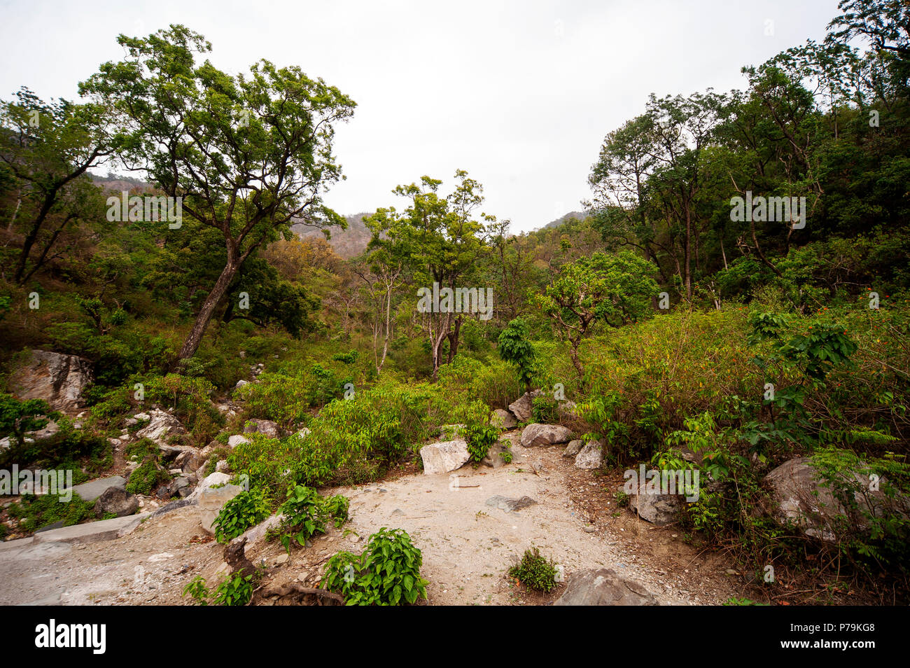 Dense forest at the Nandhour Valley, Kumaon Hills, Uttarakhand, India Stock Photo