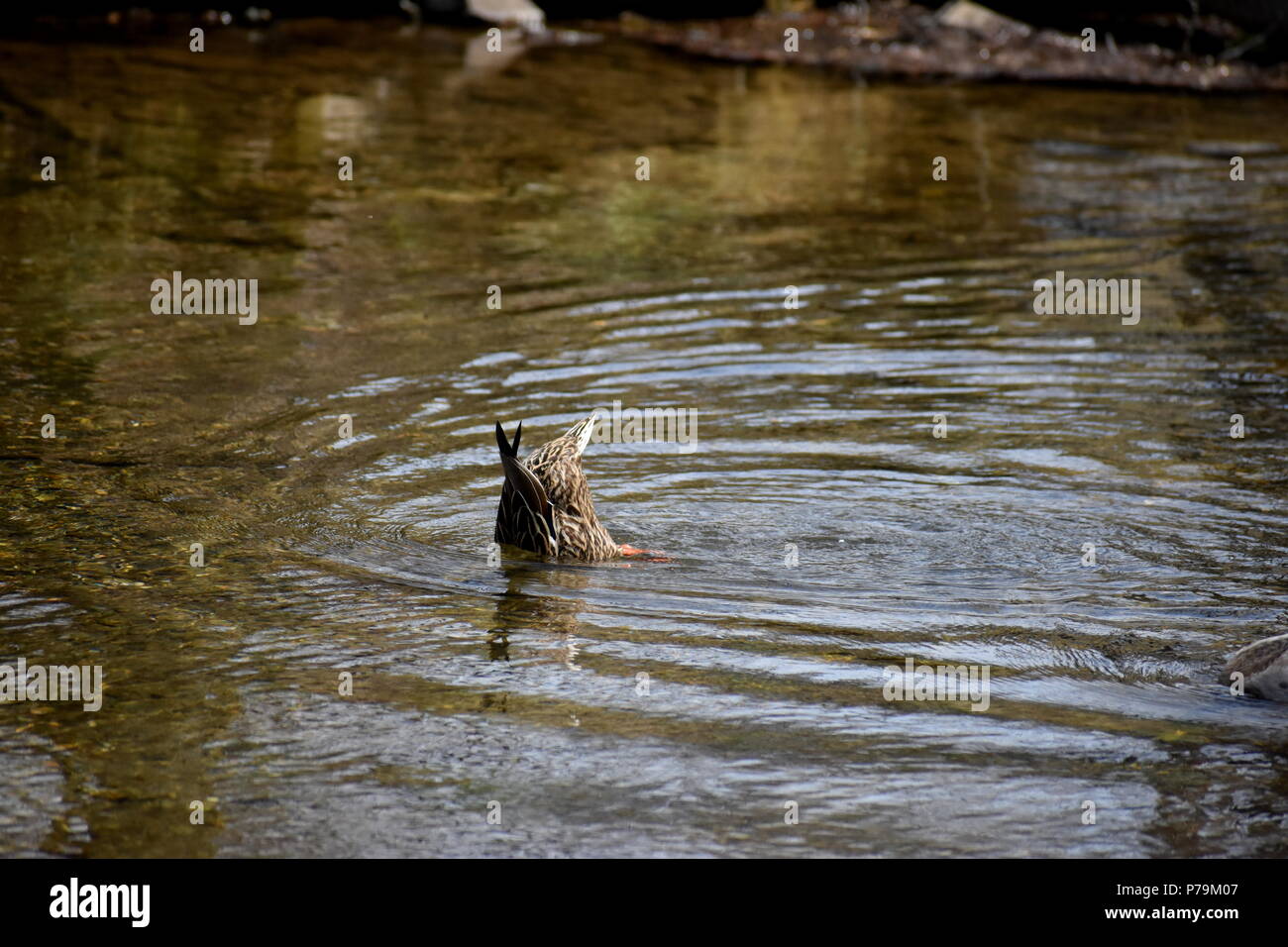 A Diving Duck Stock Photo Alamy