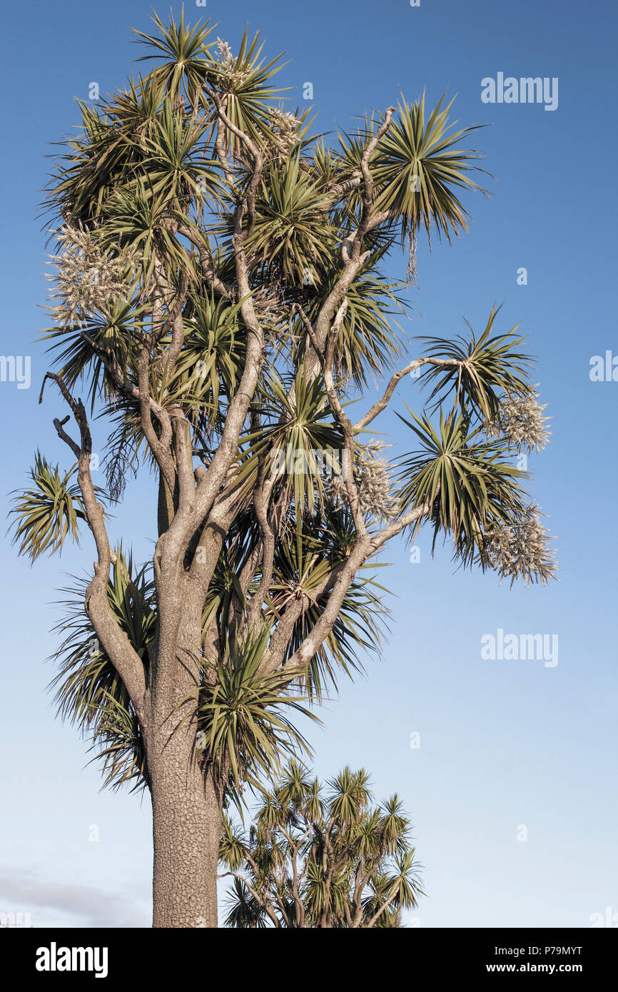 New Zealand cabbage tree (Cordyline australis) Stock Photo
