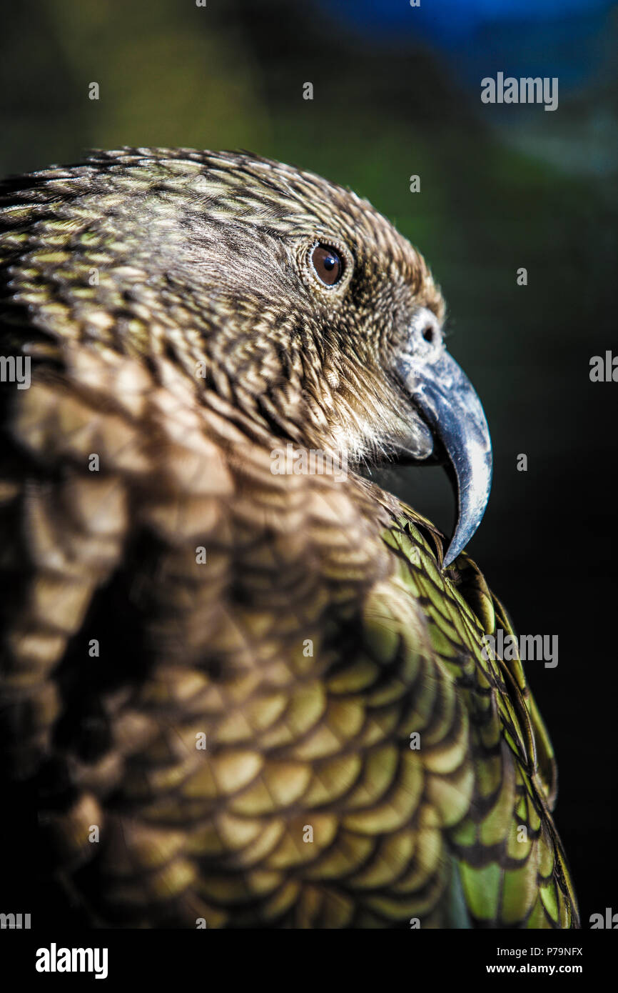 Kea alpine parrot portrait, New Zealand Stock Photo