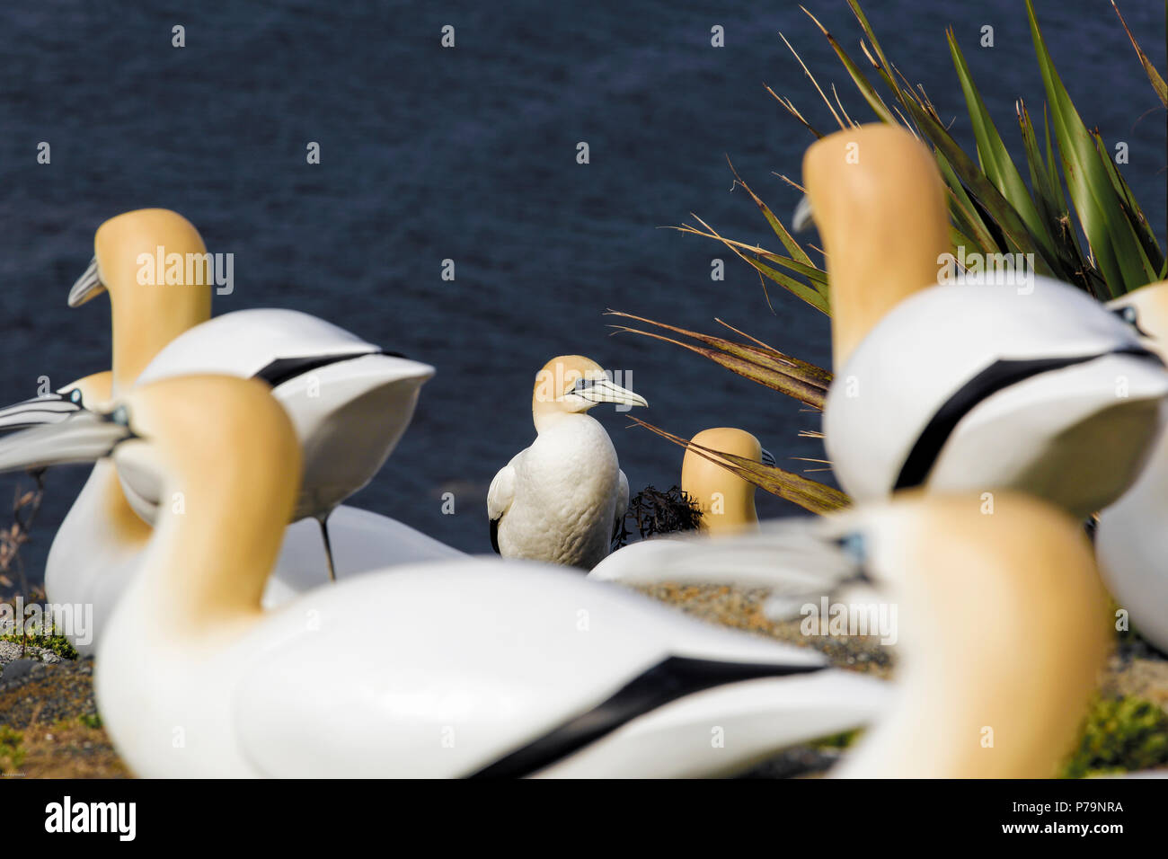 Australasian gannet decoys used to try and form new colony at Tawharanui Regional Park, New Zealand Stock Photo