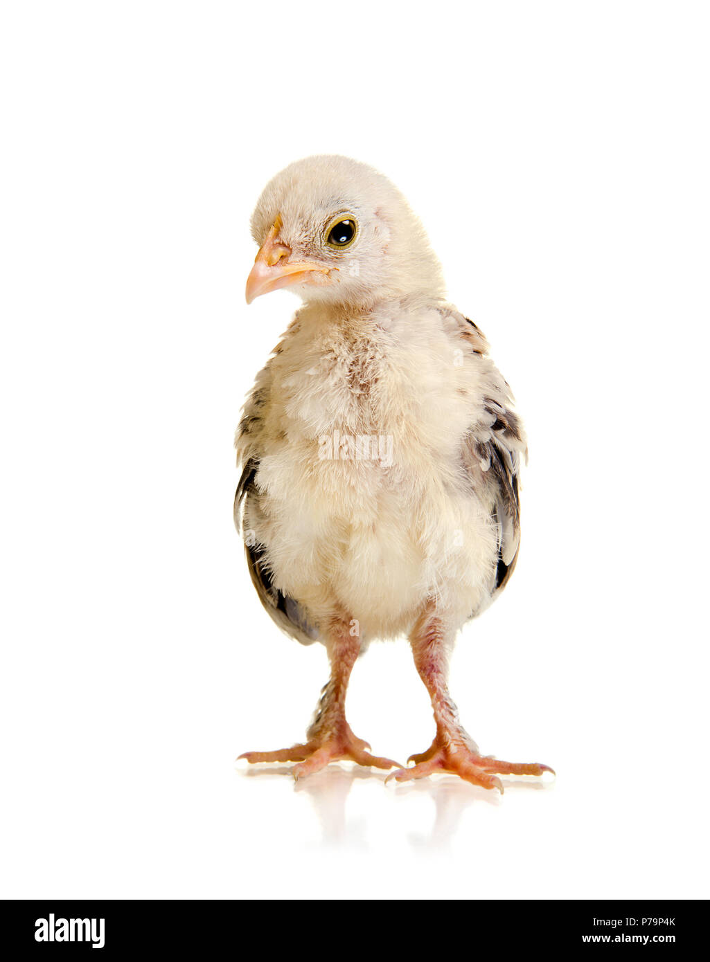 one  chick stand on white background, isolated, close up Stock Photo