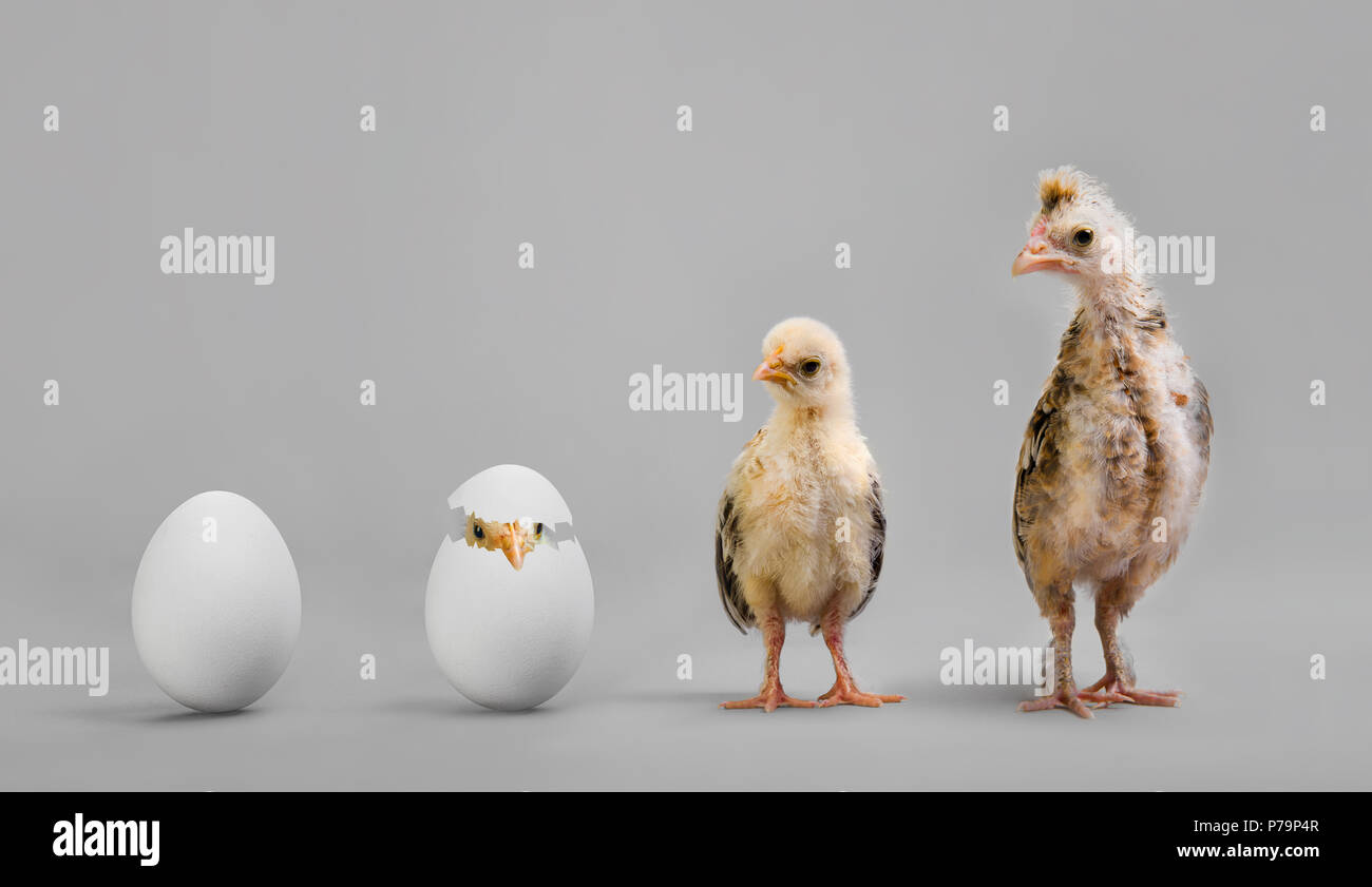 https://c8.alamy.com/comp/P79P4R/little-nestling-chicks-and-white-egg-on-grey-background-P79P4R.jpg