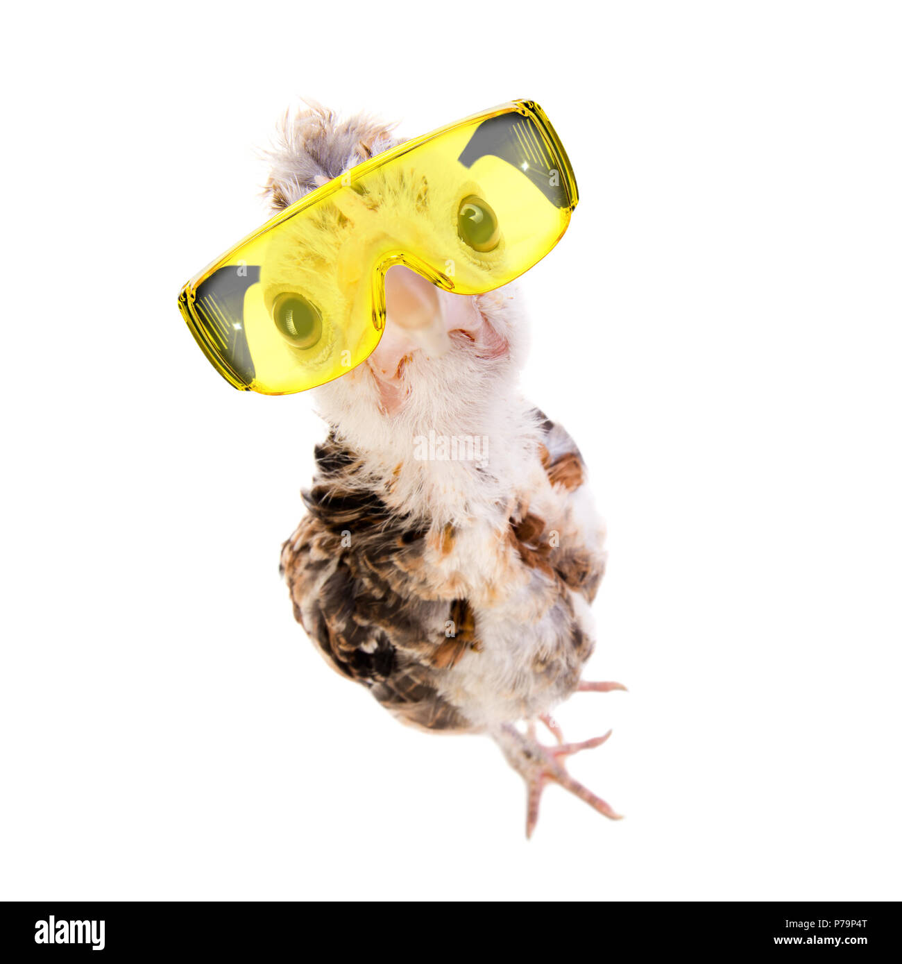 one adolescent comose chick stand on grey background, close up, look on camera in  protective eyeglasses Stock Photo