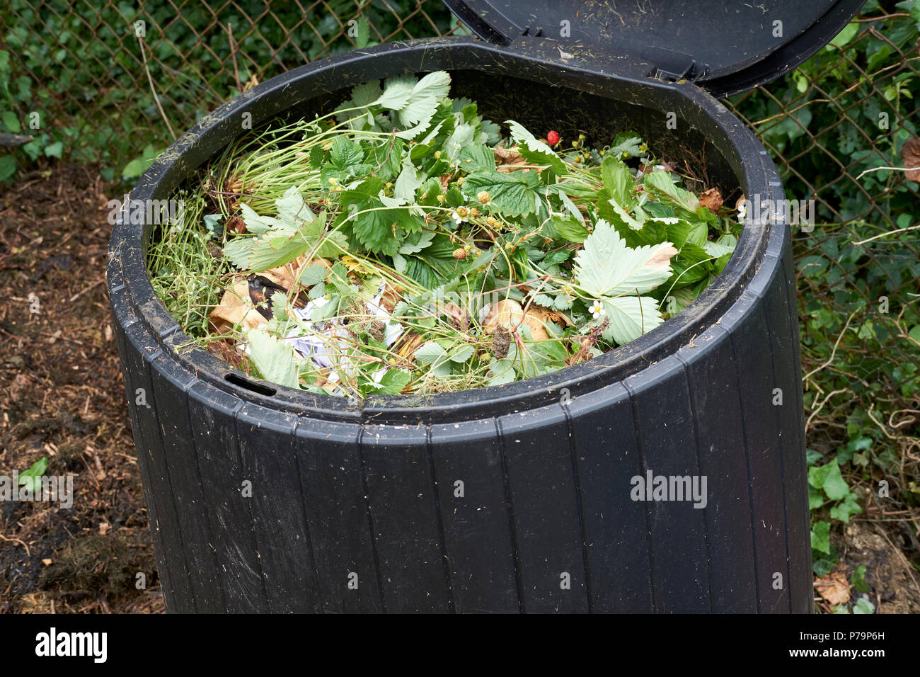 https://c8.alamy.com/comp/P79P6H/fresh-green-kitchen-and-garden-waste-in-a-domestic-garden-black-plastic-compost-bin-in-a-home-vegetable-garden-uk-P79P6H.jpg