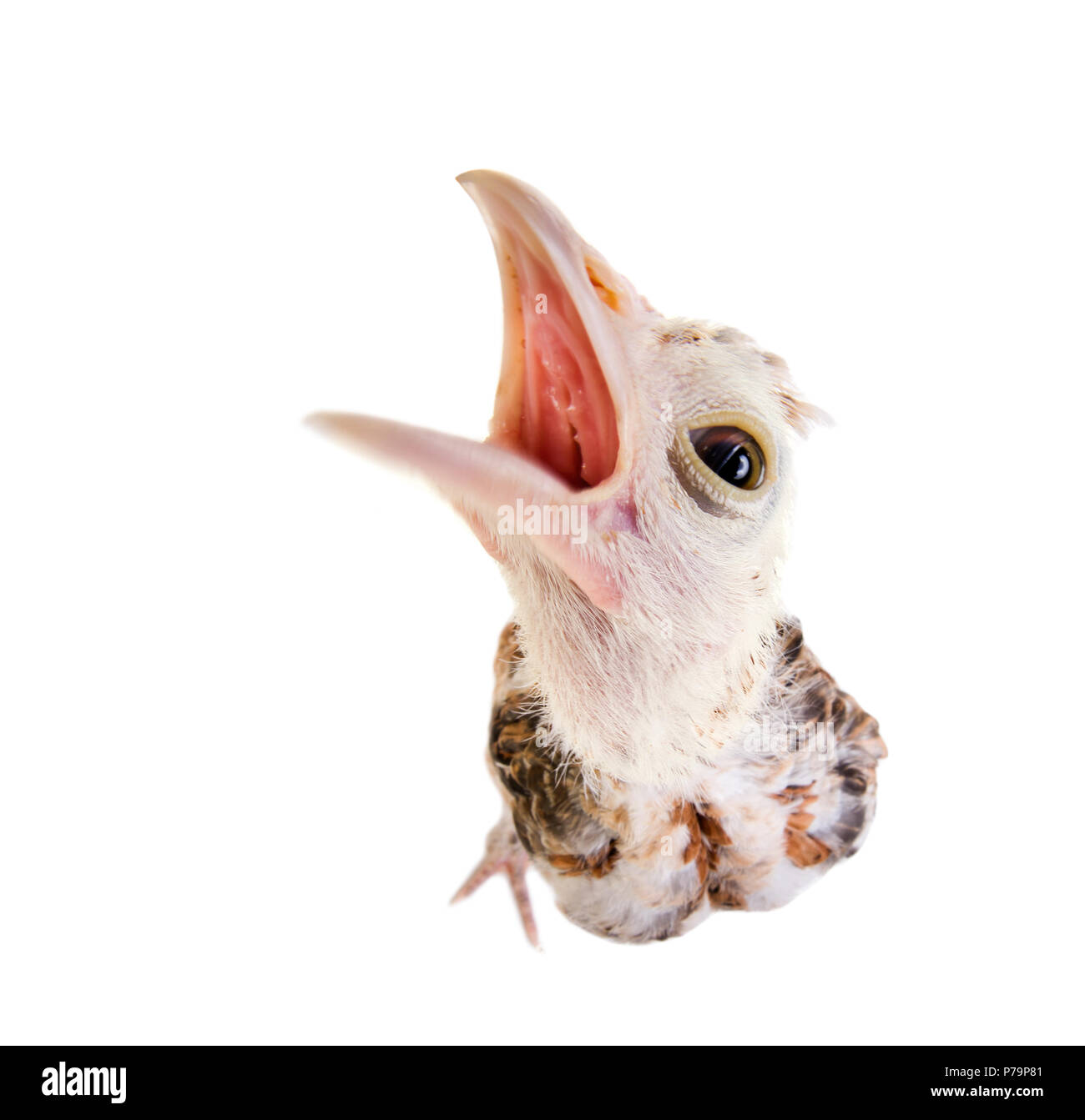 one adolescent comose chick stand on grey background, close up, open  mouth for eating or cry Stock Photo