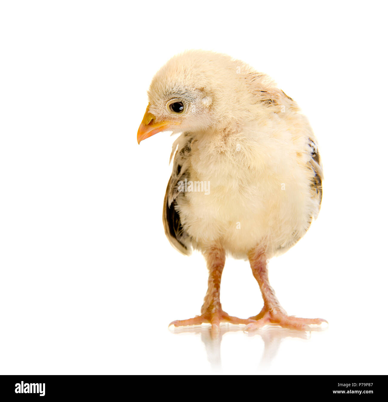 head chick close up,  gaze look on camera, on white background, isolated Stock Photo