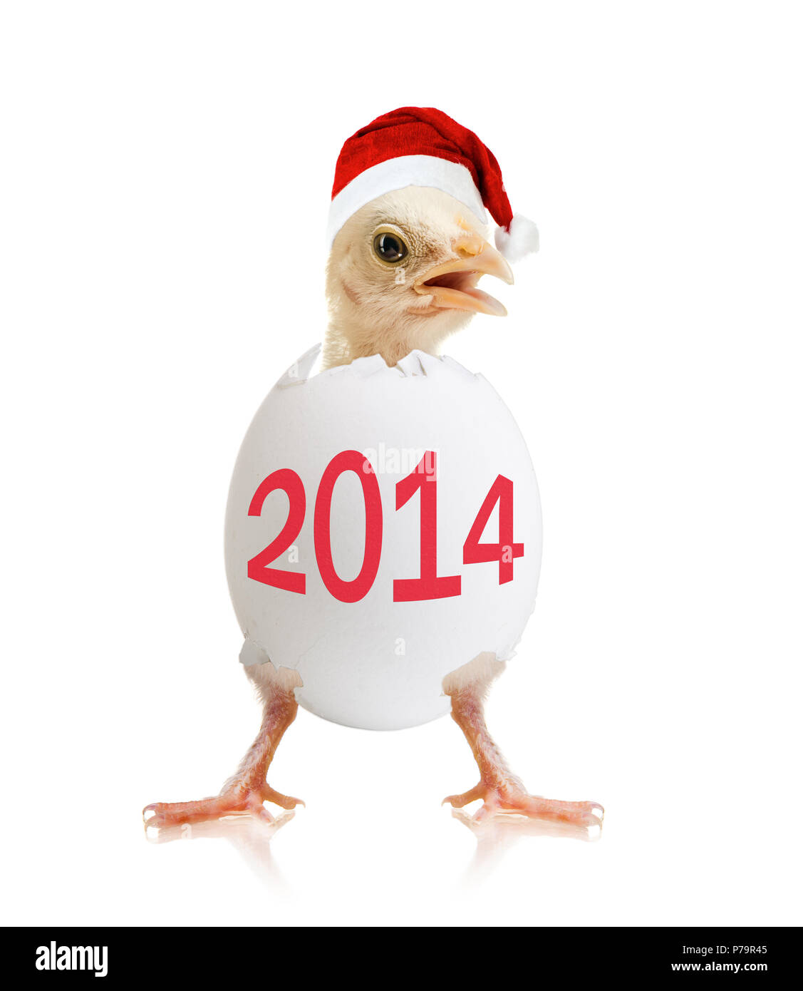 newborn hatch little chick with egg, on white background, isolated, 2014  New Year concept Stock Photo