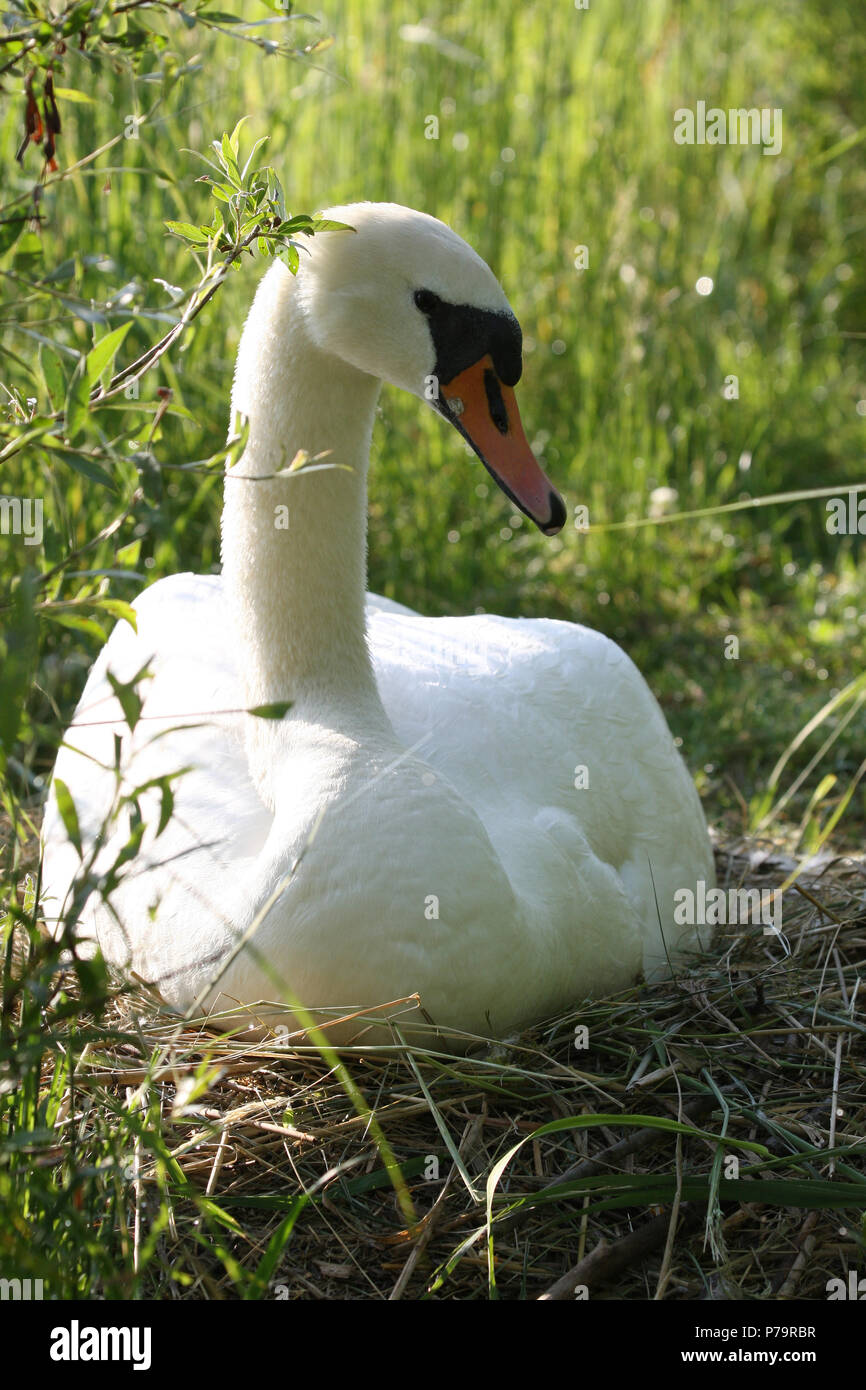Mute swan (Cygnus olor) breeding on the nest, Allgäu, Bavaria, Germany Stock Photo