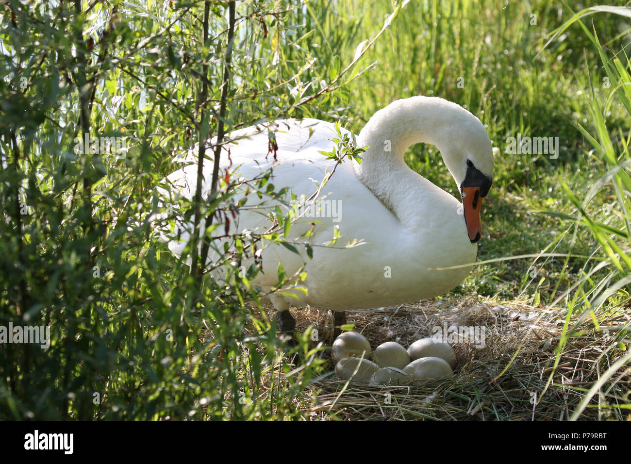 Mute swan (Cygnus olor) at the nest with eggs, Allgäu, Bavaria, Germany Stock Photo