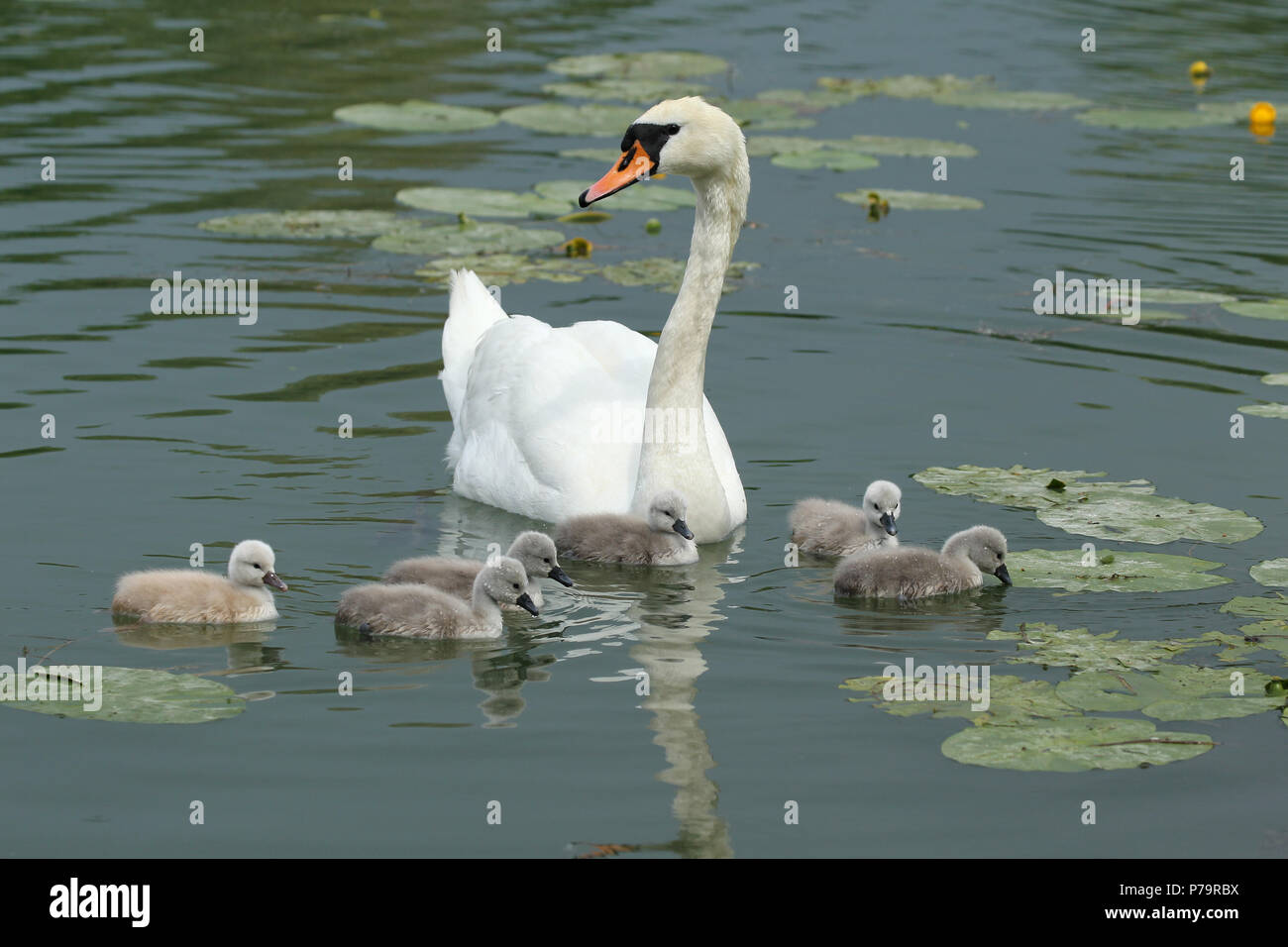Mute swan (Cygnus olor) with chicks in the water, Allgäu, Bavaria, Germany Stock Photo
