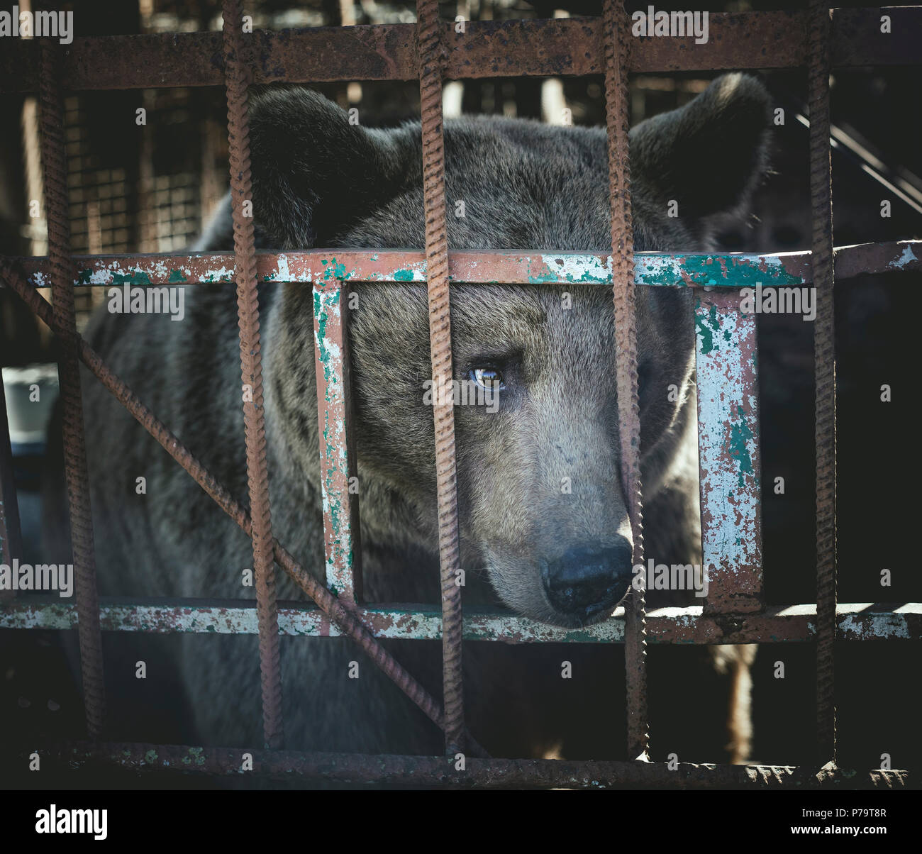 Bear in a cage, Suchumi, Abkhazia, Georgia Stock Photo