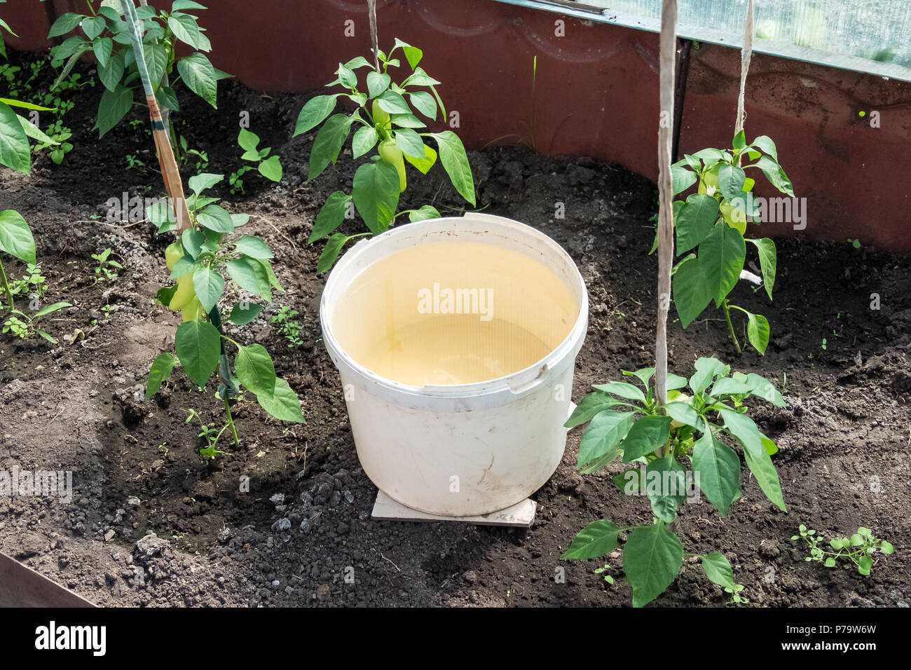 Growing peppers in a greenhouse. Bucket of water for moisturizing Stock
