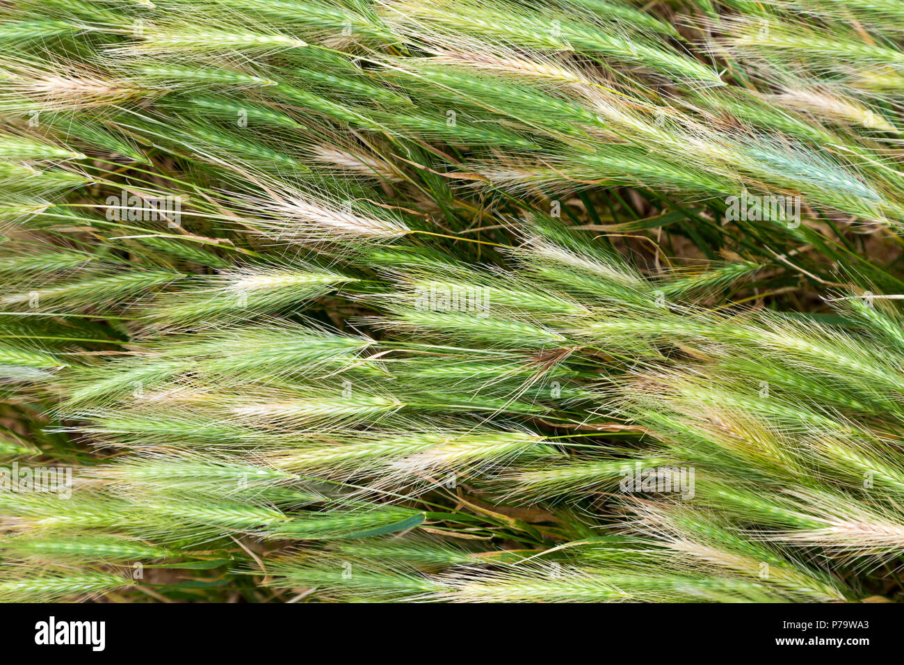 Field of young green rye ears Stock Photo