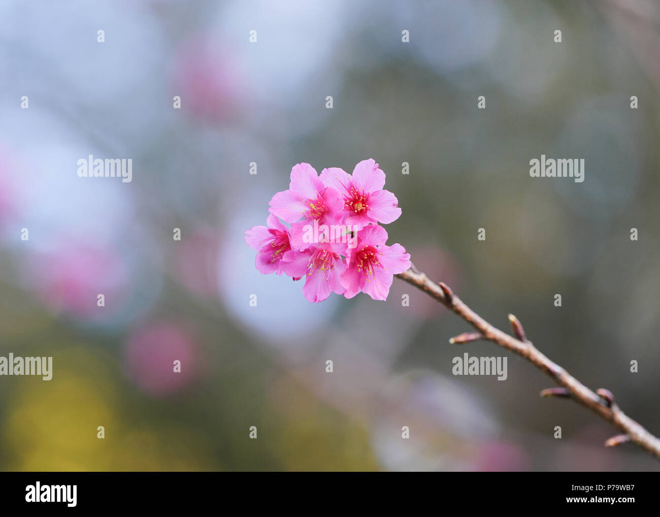 Beautiful cherry blossom sakura in spring time over blue sky Stock ...