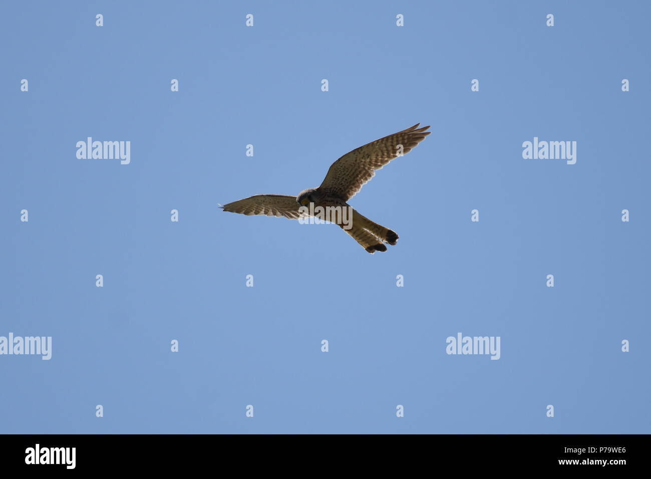 Turmfalke im Flug Stock Photo