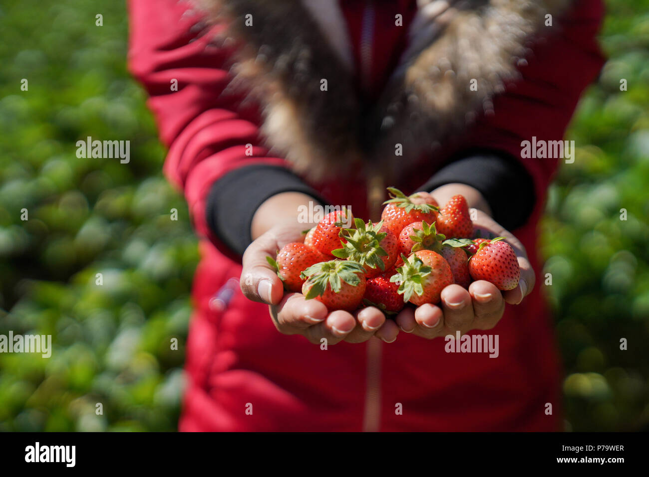 Hands with fresh strawberries collected in the garden Stock Photo - Alamy