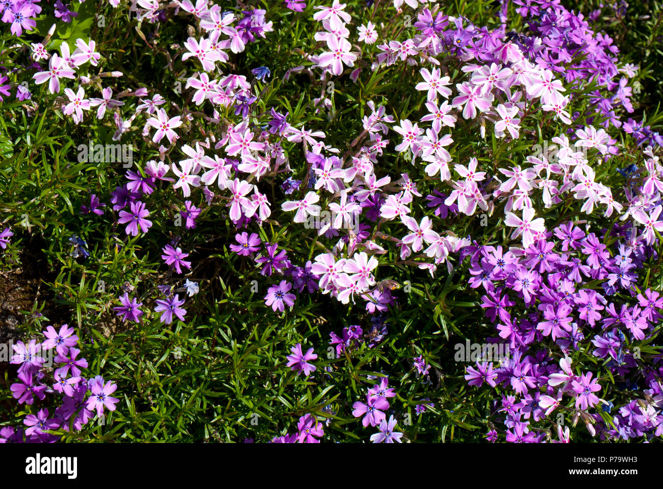 Iberis Plant, England, UK. Stock Photo