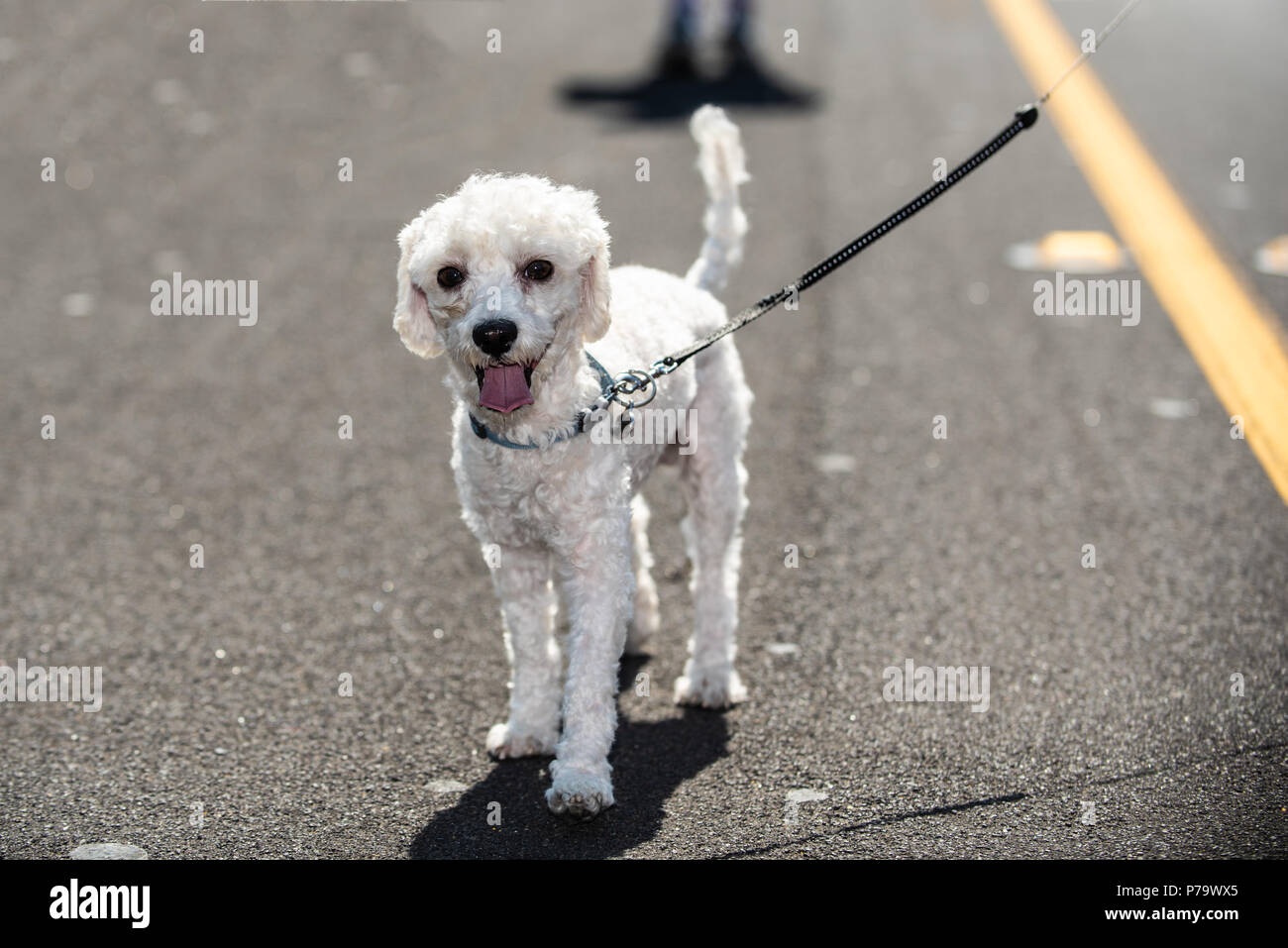 small white poodle dog