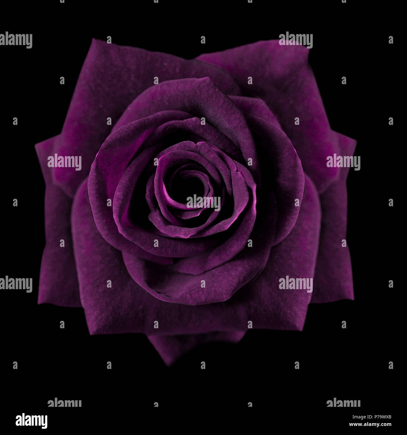 Purple Rose Black Background | Like Wallpapers