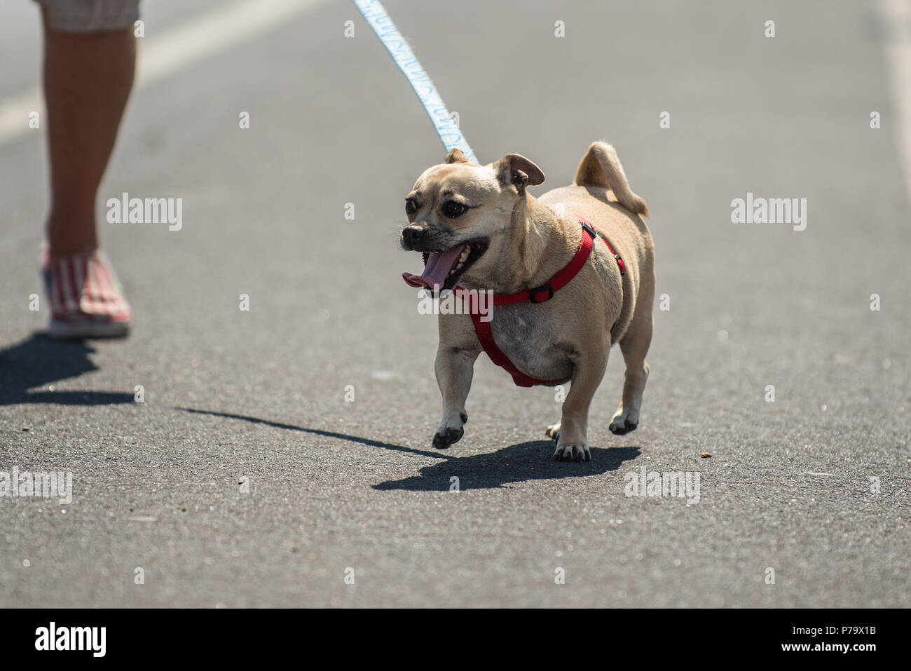 Mixed breed small adorable dog walking along city street route on harness with eagerness. Stock Photo