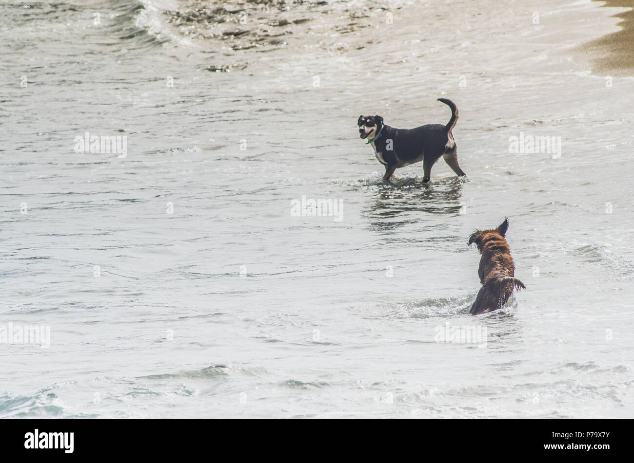 Dogs bathes in the waves and joins the sand Stock Photo
