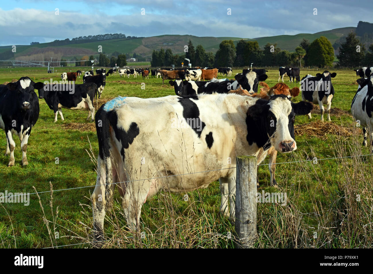 Agriculture new zealand hires stock photography and images Alamy