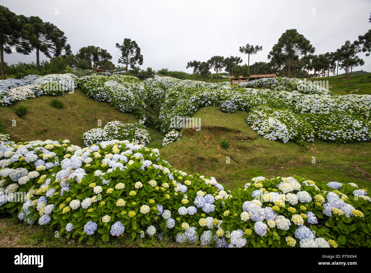 Santa Catarina, Brazil. View of a beautiful landscape grassy mountain with hydrangeas flowers and trees in winter. Stock Photo