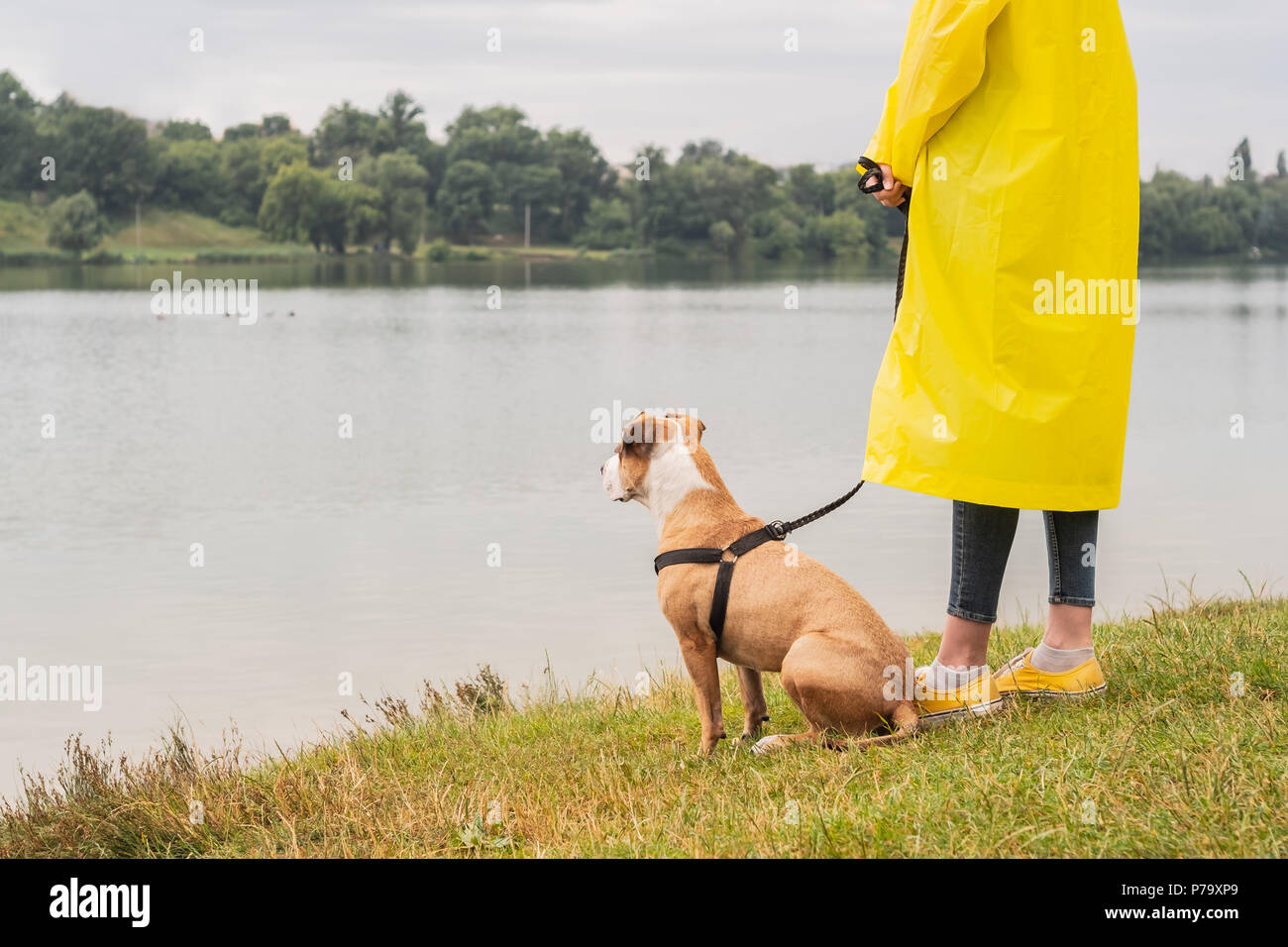 Woman in yellow raincoat and shoes walks the dog in rain at urban park near lake. Stock Photo